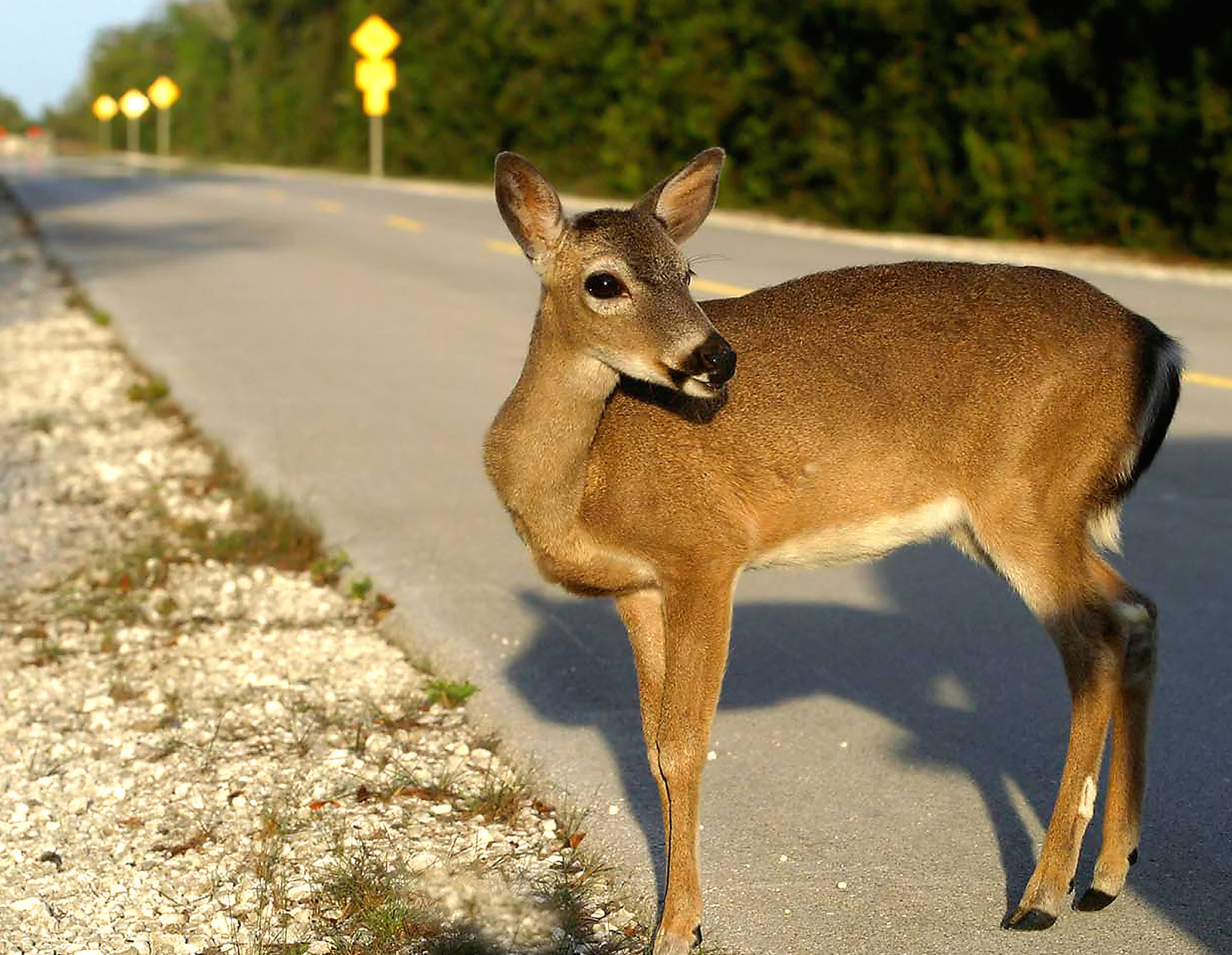 How to deal with animals on the road - Contacting relevant authorities for assistance