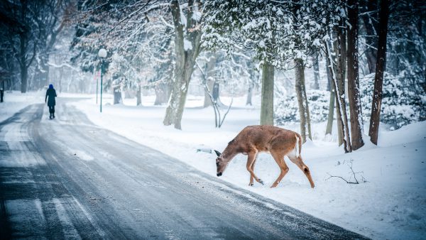 snow-winter--deer