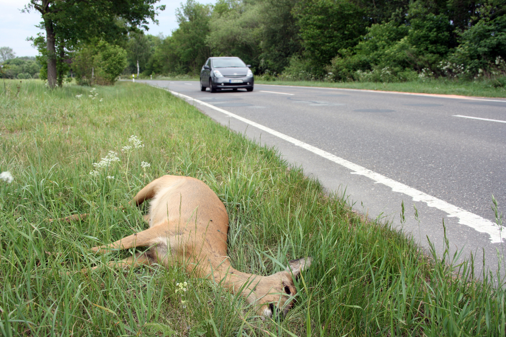 41+ Deer hit by car uk ideas in 2022 